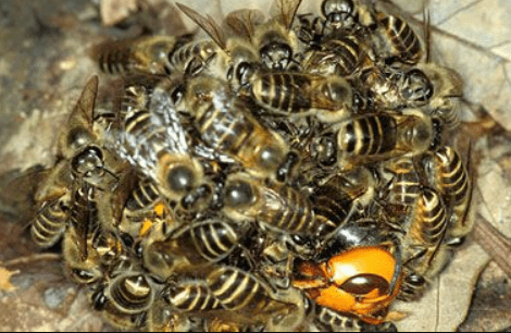 Honeybees-Murder-Hornets