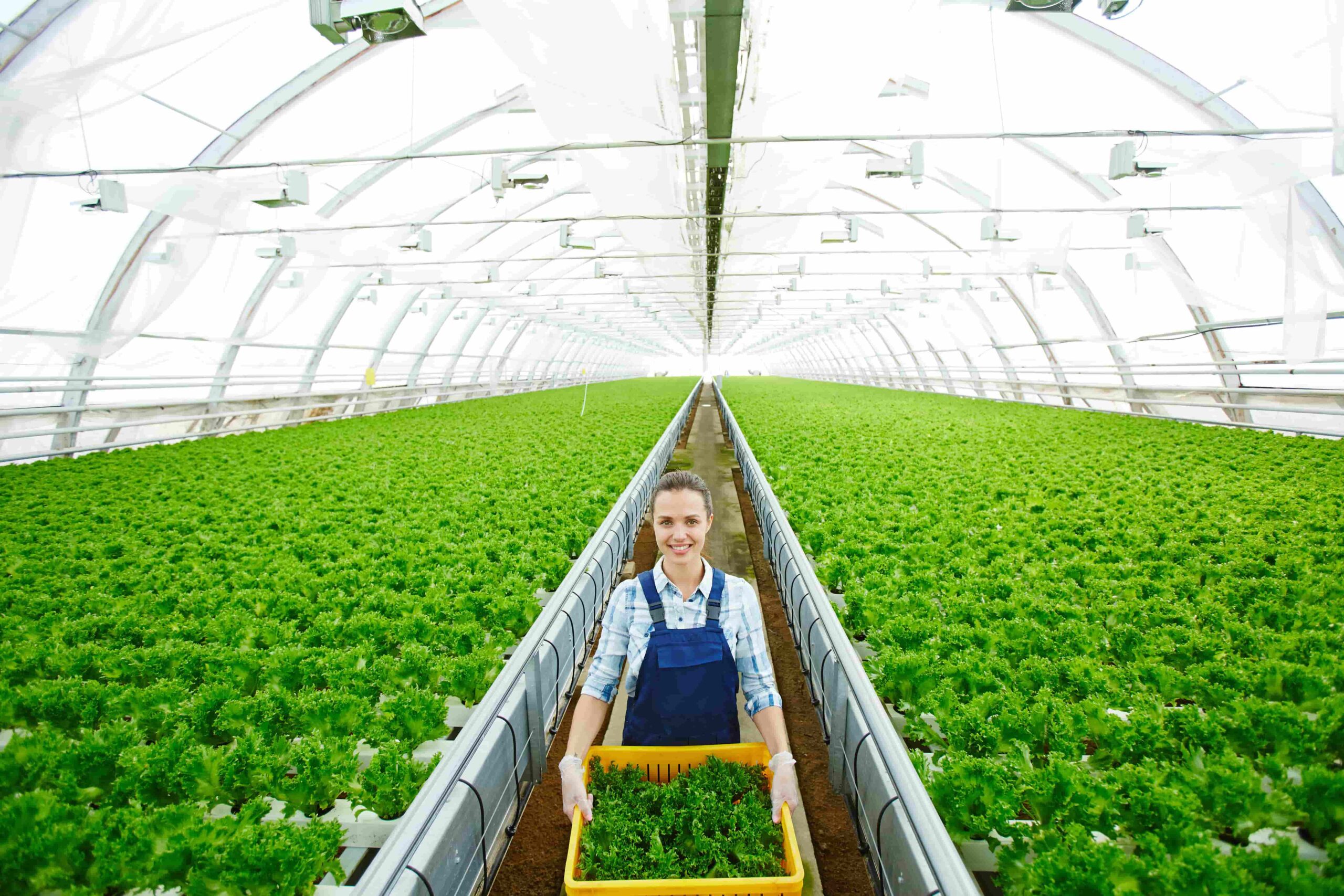 growing-lettuce-in-greenhouse-2022-02-01-22-39-38-utc-min